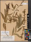 Foto von Salix babylonica L. x Salix fragilis L.